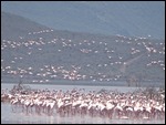 Lovely flamingos
