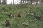 Monkeys at play