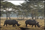Rhinos up close