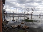 Rising water table has killed the trees