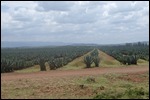 Silage growing