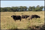 There are heaps of buffalo