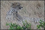 A cheetah looking cautious