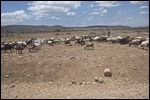 Herding his flock by the roadside
