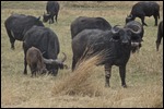 Herds of buffalo