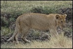 Lions on the prowl