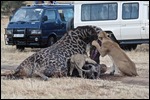 Mother & Baby feeding on the poor giraffe