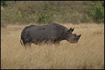 A black Rhino-fairly rare to see in the open