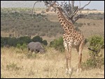 Black Rhino and giraffe in the same frame