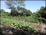 Eric's organic garden, all growing well