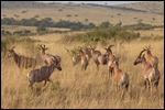Lots of Grants Gazelle as well