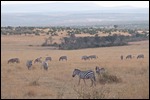 There are so many zebra in Mara Reserve
