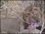 This big fella was enjoying his dinner