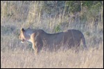Waiting for those Topi & Impala to get closer
