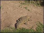 Crocs on the bank and in the water 