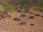 Lots of buffalo