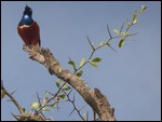 Pretty colours in this bird