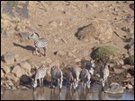 The zebra decide to drink instead of crossing