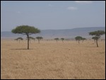 These trees are umbrella Accasia 