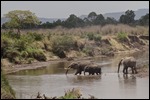 We see an 'elephant crossing'