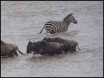 Zebra goes against the flow