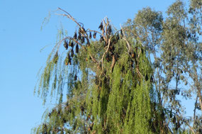 Bats in one section of the Murrumbidgee
