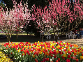 Lovely trees as well as tulips