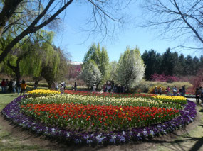 Tulip Garden