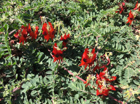 Sturt Peas appearing on the roadsides