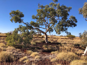 A Coolibah Tree - white trunk & branches