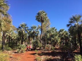 Millstream palms on bed of the river