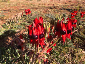 Sturt Peas near the homestead
