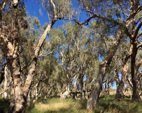 This section of wetland had paperbark trees