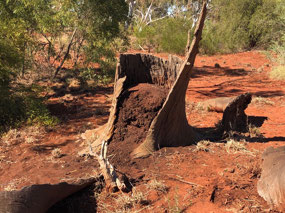 White Ants had destroyed this tree
