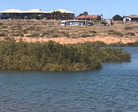 Pretty Point, mangroves in water