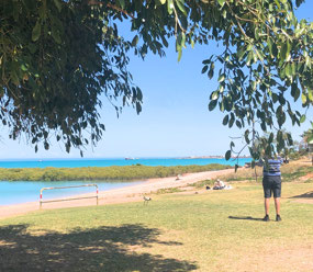 A line of mangroves