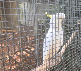 A dancing cocky