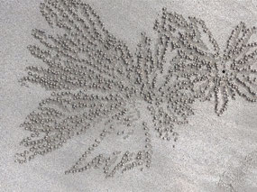 Baby crabs make these fancy patterns