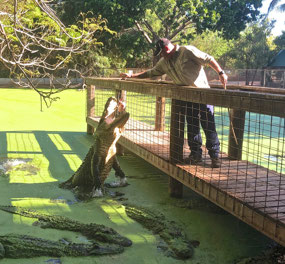 Feeding time for the Alligators