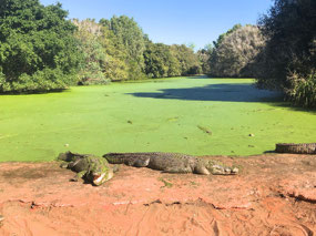 Large lake has 70 male crocs