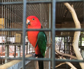 Lots of pretty parrots