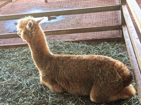 Petting station