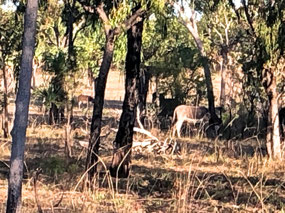 Donkeys hiding amongst the trees