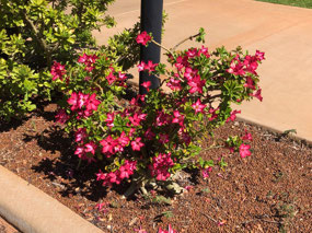 Desert Rose are everywhere up here