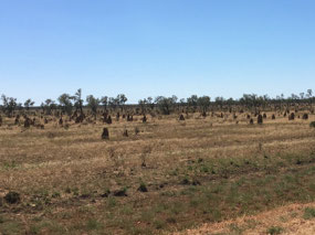Lots of small termite mounds