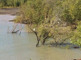 Mangroves and muddy water