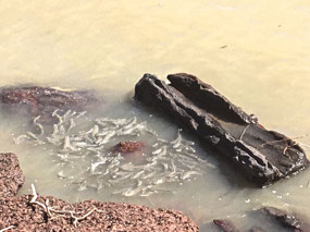 Pop-eyed mullet swarming near rocks