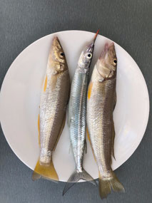 Mark's catch of the day