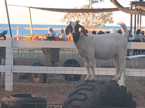 Mischievious little goat up on the tyre