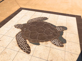 Green Turtles in this area